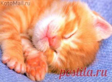 Рыжий котёнок как солнышко сияет