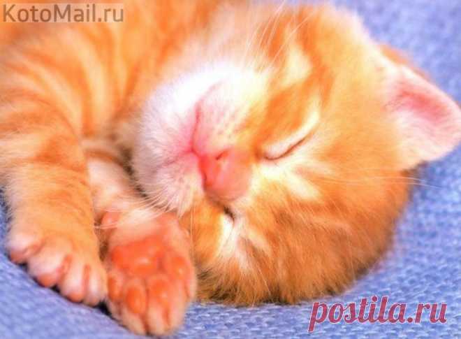 Рыжий котёнок как солнышко сияет