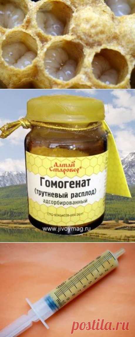 Трутневый гомогенат - применение в народной медицине.