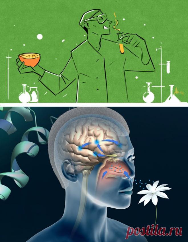 Чем опасен «ароматизатор идентичный натуральному»