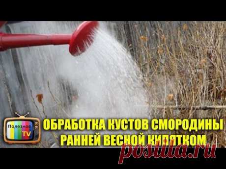ОБРАБОТКА КУСТОВ СМОРОДИНЫ РАННЕЙ ВЕСНОЙ КИПЯТКОМ