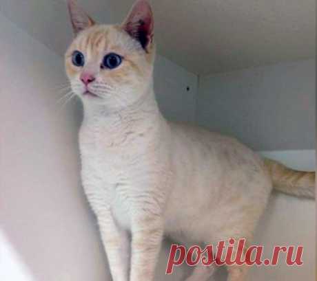 Этот кот из приюта нашел невероятный способ привлечь к себе внимание... 
Приюты отыгрывают важную роль в жизни бездомных животных. Они дают им кров, еду и хотя бы минимальную порцию заботы. И все же, разве можно это сравнить с искренней любовью хозяина, который готов разд…