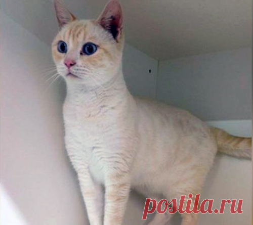 Этот кот из приюта нашел невероятный способ привлечь к себе внимание... 
Приюты отыгрывают важную роль в жизни бездомных животных. Они дают им кров, еду и хотя бы минимальную порцию заботы. И все же, разве можно это сравнить с искренней любовью хозяина, который готов разд…