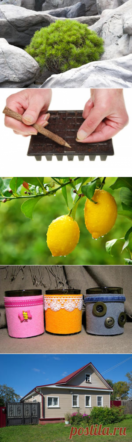 10 самых популярных производителей семян, экзотические фрукты из косточек, сайдинг для загородного дома - valya-70-70@mail.ru - Почта Mail.Ru