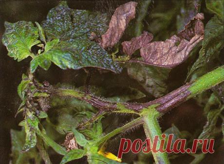 Болезни томатов | Дача, дом