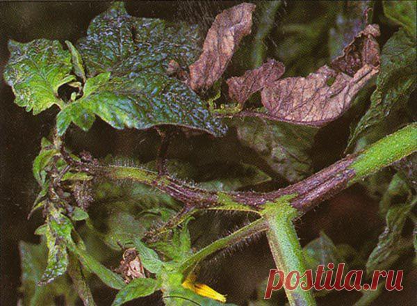 Болезни томатов | Дача, дом