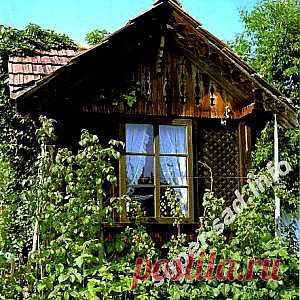 Посадка и уход плодово-ягодных кустарников. | Супер сад