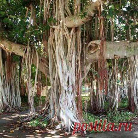 Все ли вы знаете о фикусе? Кое-что интересное о старом знакомом | Растения