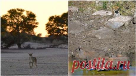 Дикие африканские животные на снимках Стивена Довера . Тут забавно !!!