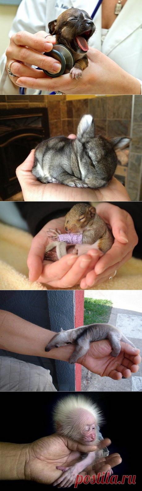 (+1) тема - Детеныши на ладошке | Четвероногий юмор