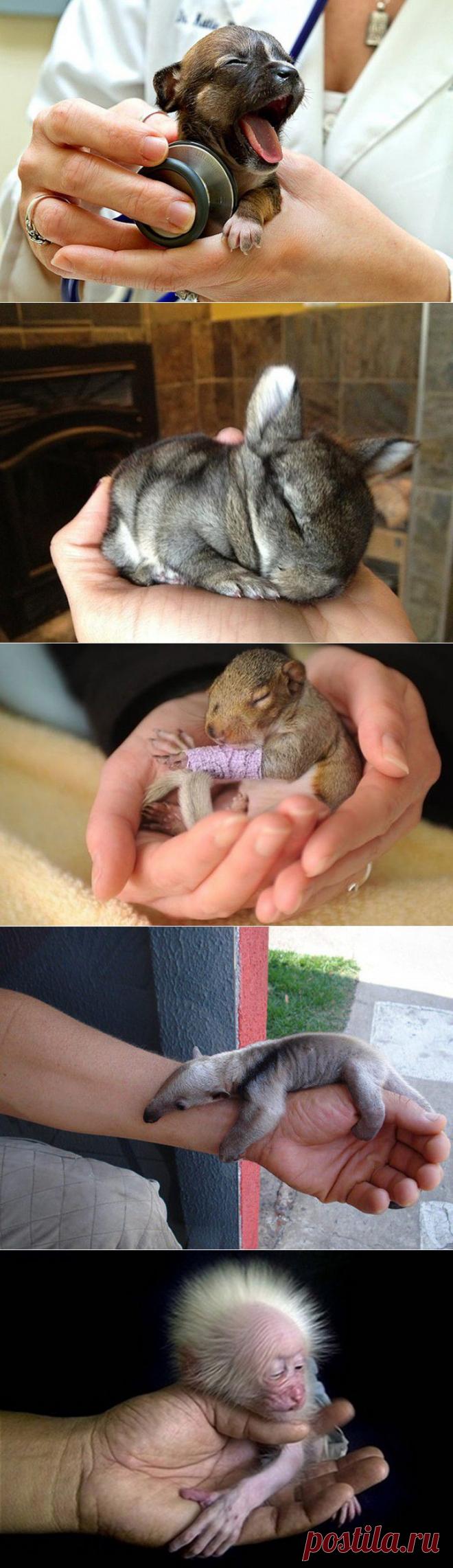 (+1) тема - Детеныши на ладошке | Четвероногий юмор