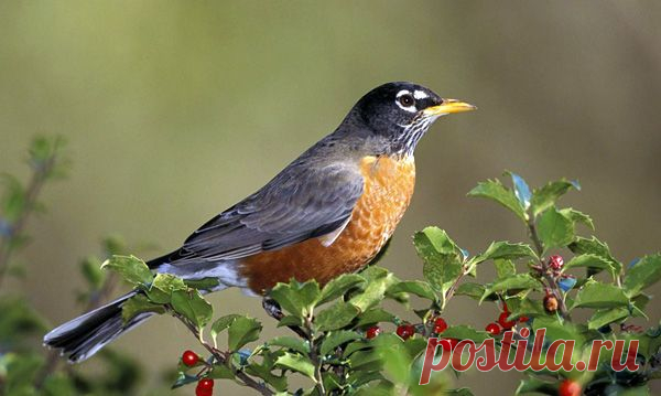 Самые красивые птицы в мире!