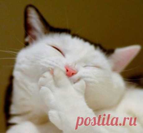 Сдержать можно все... Слезы... Злость... Боль... Любовь... Но, блин, смех сдержать невозможно!