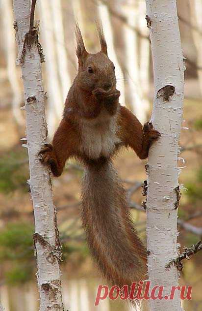 Смешные стоп-кадры с животными