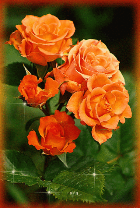 Google+ – #flowers