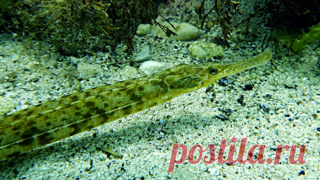 Морская игла обыкновенная (Syngnathus acus (Linnaeus, 1758)).