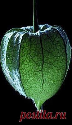 Пин на доске яФИЗАЛИС