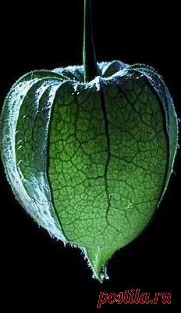 Пин на доске яФИЗАЛИС