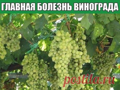ГЛАВНАЯ БОЛЕЗНЬ ВИНОГРАДА
Главная болезнь - милдью (ложная мучнистая роса), во влажном регионе на листьях часто появляется и обычная мучнистая роса. Для профилактики этих заболеваний обычно применяют препараты, содержащие медь.