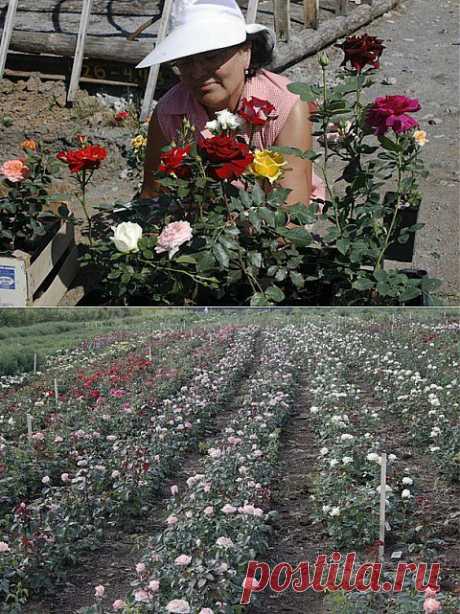 Все о розах! ( продолжение мемуаров) | ЖЕНСКИЙ МИР