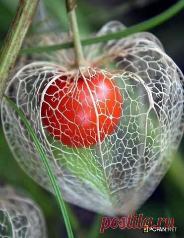 Pinterest