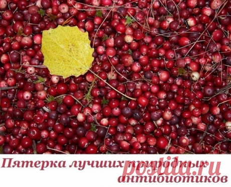 Пятерка лучших природных антибиотиков.

1. Хрен
Корень хрена содержит горчичное масло и энзим. При растирании корня оба вещества объединяются под воздействием кислорода и образуют аллиловое горчичное масло.
Это и есть сильный природный антибиотик, который борется с бактериями полости рта, носа, глотки.
Показать полностью...