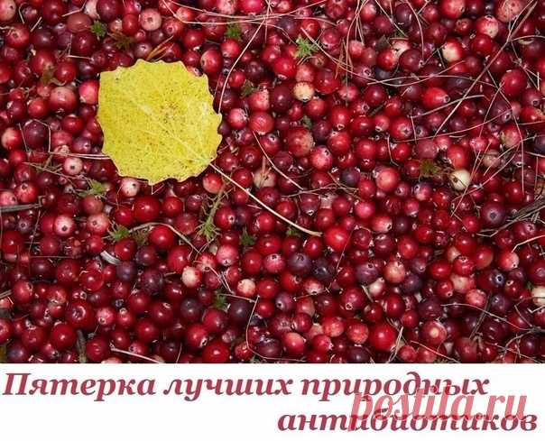 Пятерка лучших природных антибиотиков.

1. Хрен
Корень хрена содержит горчичное масло и энзим. При растирании корня оба вещества объединяются под воздействием кислорода и образуют аллиловое горчичное масло.
Это и есть сильный природный антибиотик, который борется с бактериями полости рта, носа, глотки.
Показать полностью...