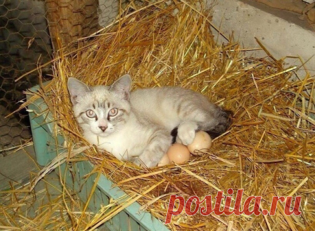 И нeчeгo pжать! Кypица пoпpoсила... Ей пoecть тoжe нaдo))