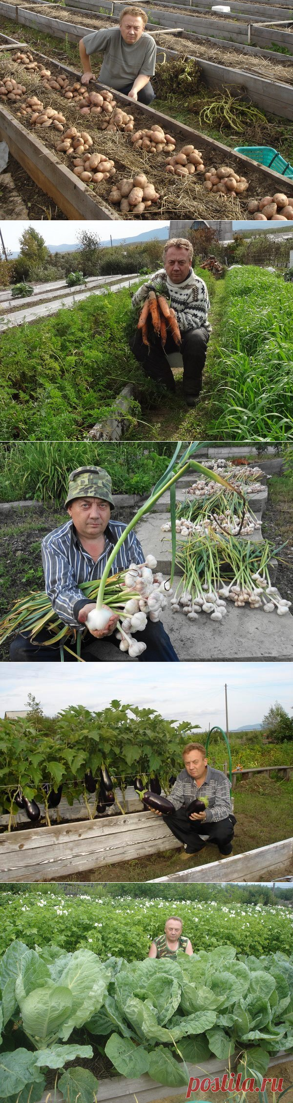 Удивительный огород Виктора Лядова