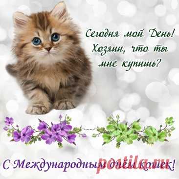 Всех любителей мурлык,
Тех, кто к нежностям привык,
Поздравляю с Днем котов,
Ваш котэ уже готов?