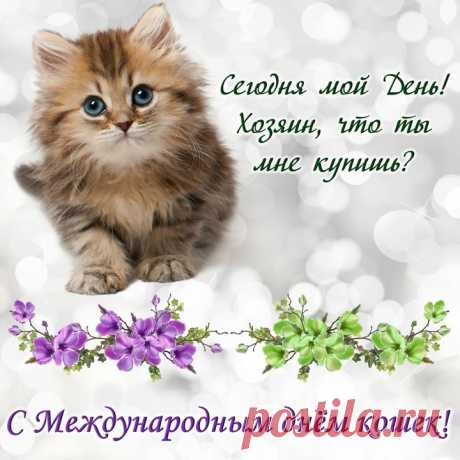 Всех любителей мурлык,
Тех, кто к нежностям привык,
Поздравляю с Днем котов,
Ваш котэ уже готов?