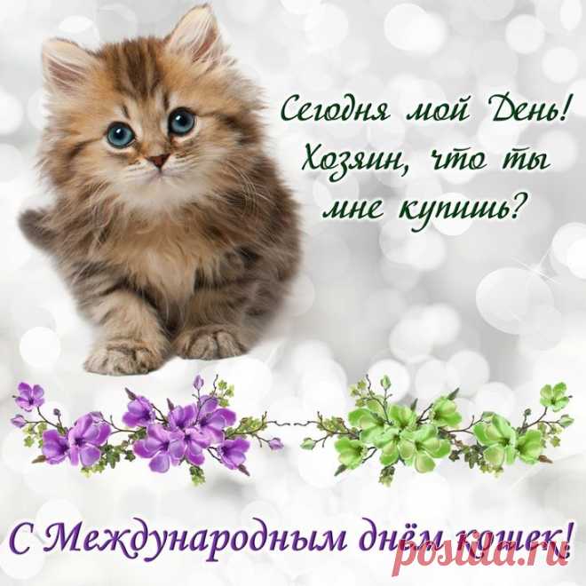 Всех любителей мурлык,
Тех, кто к нежностям привык,
Поздравляю с Днем котов,
Ваш котэ уже готов?