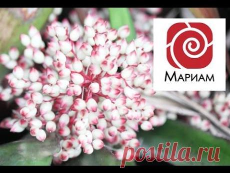 Медитация - Освобождение от боли и обид - YouTube