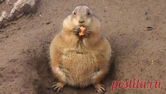 – Привет, чем занимаешься? – Чем может заниматься порядочная замужняя женщина в 10 часов вечера?! Сижу, жру...