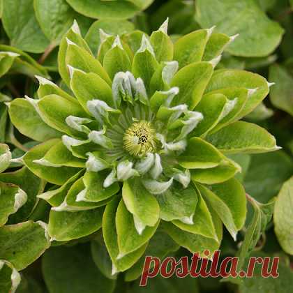 Клематис (сорт 'GREEN PASSION') раннецветущий