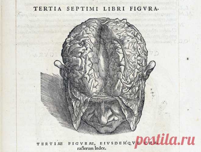 Везалий опубликовал один из основополагающих трудов медицины,  «О строении человеческого тела» в возрасте 28 лет, потратив много сил на то, чтобы книга была как можно более совершенной. Её иллюстрации обладают высокими художественными достоинствами и, как считают современные искусствоведы, они были созданы в мастерской Тициана (во всяком случае, первых двух из семи томов). В отличие от современных анатомических а́тласов, тела́ в книге не лежат безжизненно.