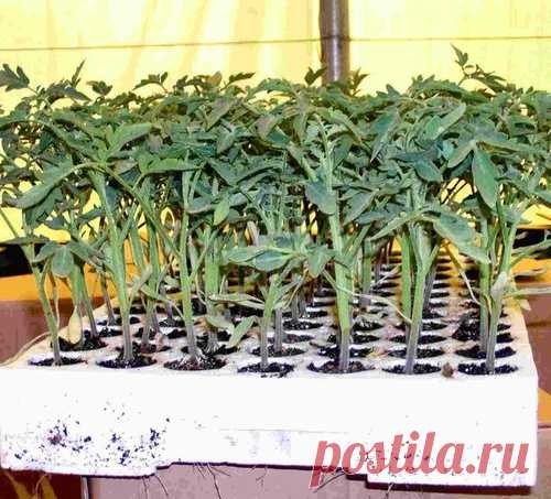 Готовимся к новому дачному сезону. Помидоры!