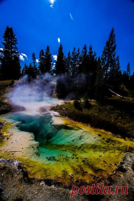 легенда о дереве