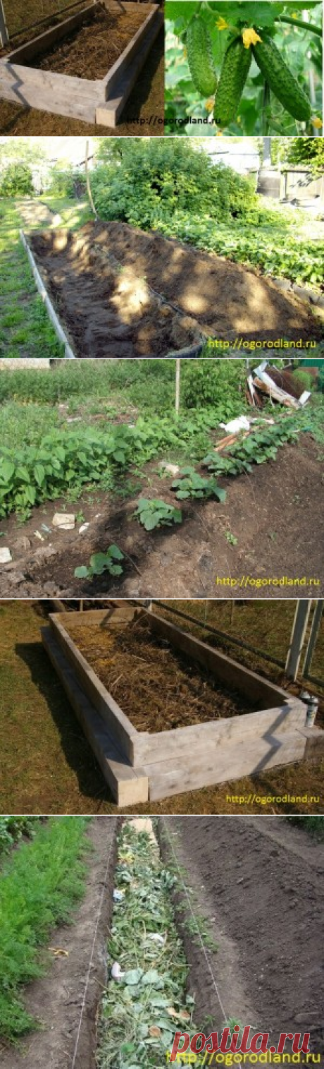 Как сделать грядку под огурцы. Способы обустройства.| Сад и Огород