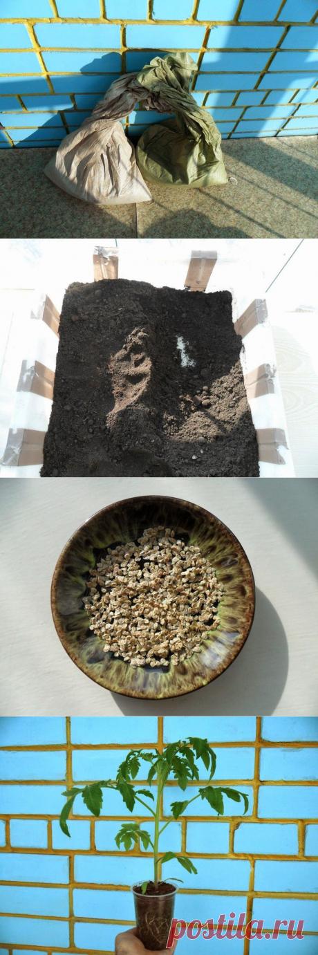 Вкусные помидоры: Подготовка рассадного грунта, семян, выращивание рассады томатов. Практический опыт.