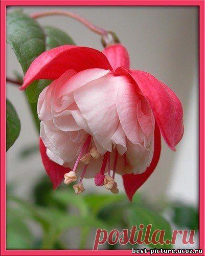 Цветы - до 500х500px - Каталог картинок - Красивые картинки бесплатно