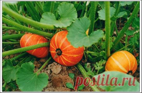 Гениальные хитрости огородников