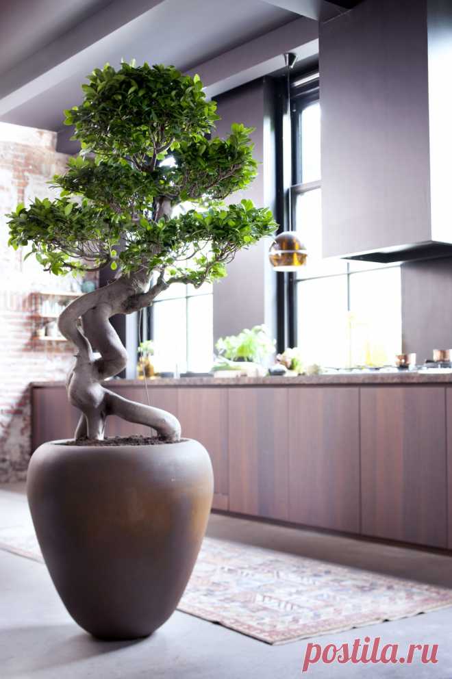 07.ficus_.3.jpg (958×1440)