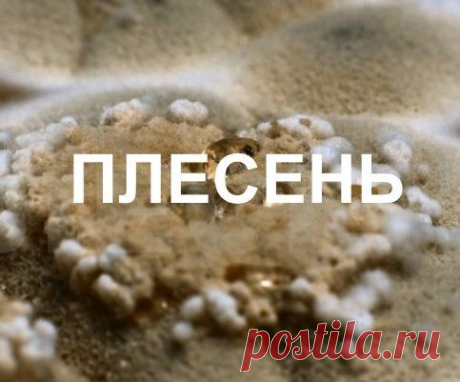 Как уничтожить плесень