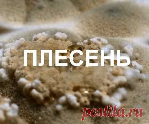 Как уничтожить плесень