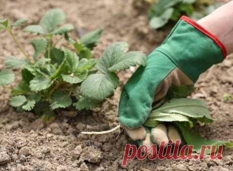 КЛУБНИКА: УХОД ПОСЛЕ СБОРА УРОЖАЯ. ПО-ША-ГО-ВО!)))