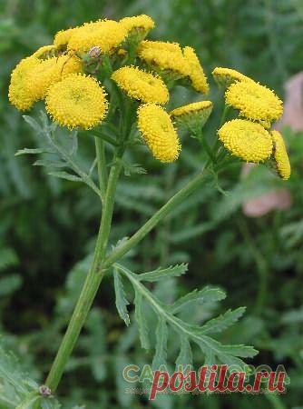 Пижма поможет от многих болезней