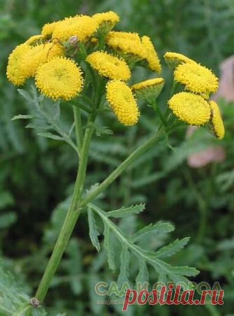 Пижма поможет от многих болезней