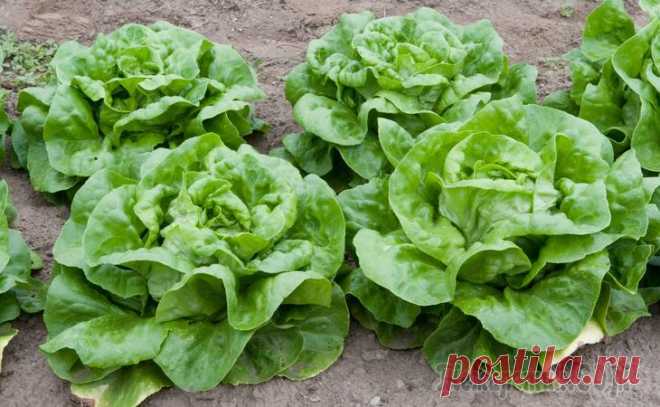 7 пар растений, которые нельзя выращивать рядом