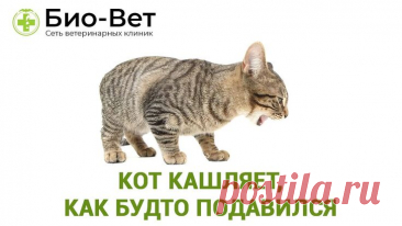 Кот кашляет, как будто подавился // Сеть Ветклиник Био-Вет